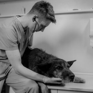A vet checks a dog with a stethoscope in a clinic setting, focusing on pet health care.