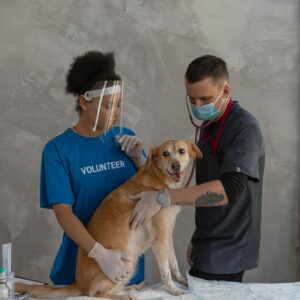 A veterinarian and a volunteer caring for a happy dog in a clinic setting.