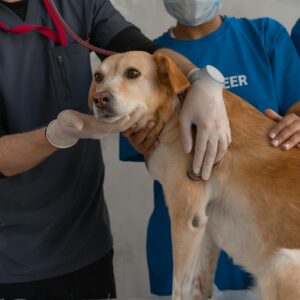 A veterinarian team examines a dog in clinic setting.