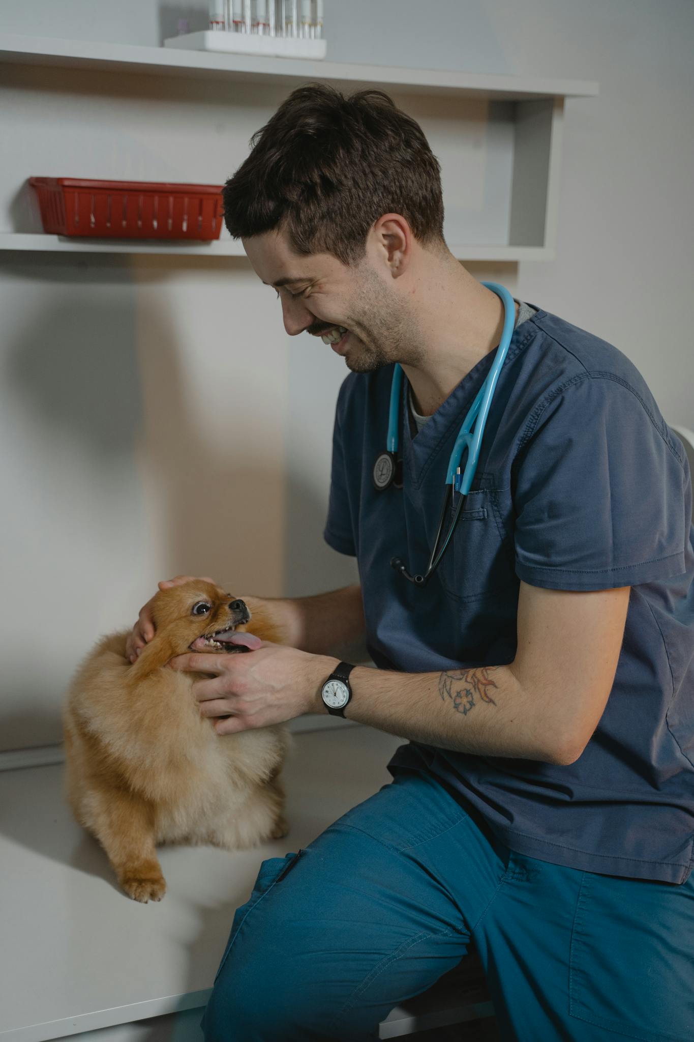 Building a Loyal Blog Audience: Strategies for Engagement and Growth Smiling Veterinarian Examines A Pomeranian Dog During
