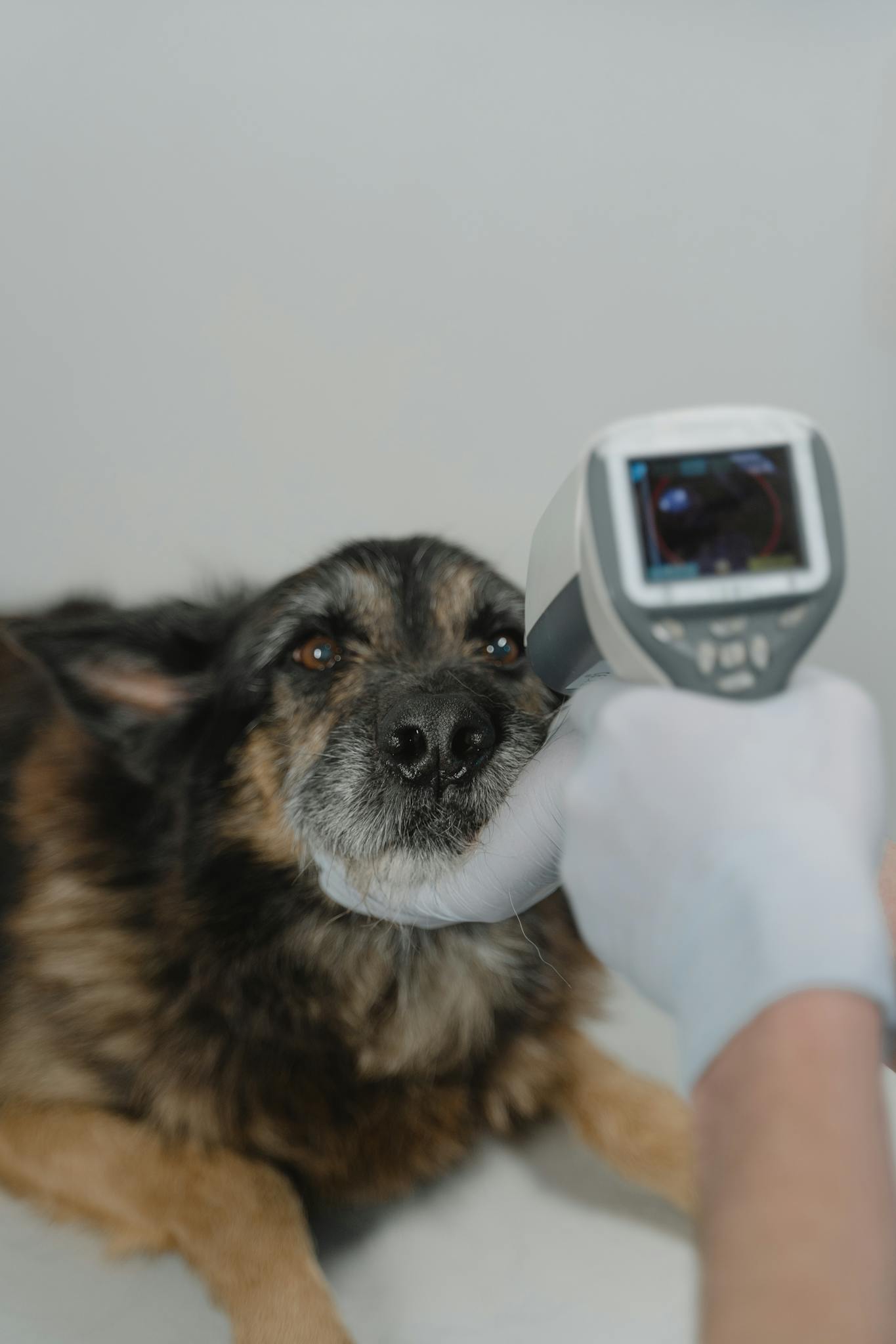 Home Vet using infrared thermometer on a dog for temperature check in clinic