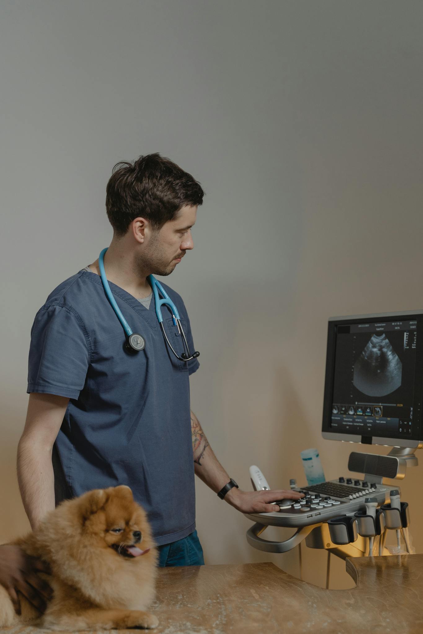Veterinarian examining a Pomeranian dog with ultrasound equipment in a clinic.